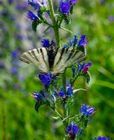 iphiclides podalirio,val aosta, italia foto