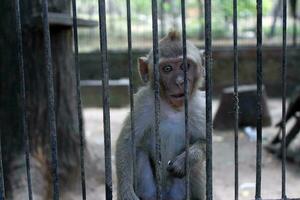 Monkey in a cage at the zoo. Animal in captivity. photo