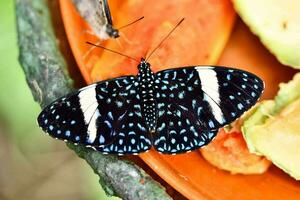 Beautiful butterfly close-up photo