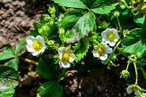 Photography on theme beautiful berry branch strawberry bush with natural leaves photo