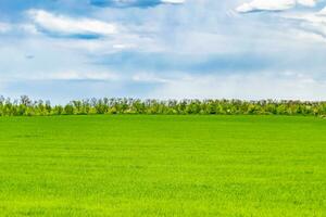 Beautiful horizon scenery in village meadow on color natural background photo
