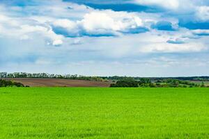 Beautiful horizon scenery in village meadow on color natural background photo