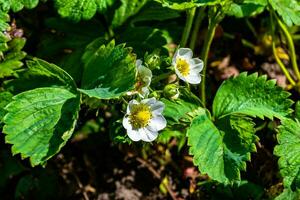 Photography on theme beautiful berry branch strawberry bush with natural leaves photo