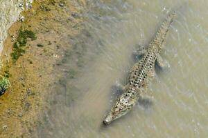 a crocodile is swimming in the water near a rock photo
