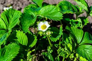 Photography on theme beautiful berry branch strawberry bush with natural leaves photo