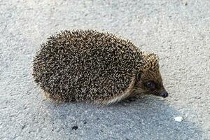 fotografía en tema hermosa espinoso pequeño erizo va dentro denso salvaje bosque foto