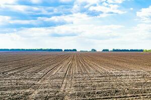 fotografía sobre el tema gran campo agrícola vacío para la cosecha orgánica foto