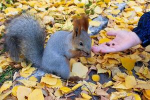 A red squirrel sits on the ground among fallen birch leaves and eats pine nuts from the hands of a child. Close-up. Sciurus vulgaris. Urban environment. Autumn in the city park. photo