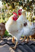 Two beautiful white young roosters on a free range. Early morning in the countryside photo