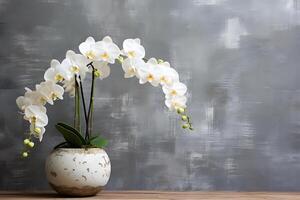 white orchid in a pot with a grunge wall background with copyspace AI Generative photo