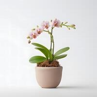 orchid plant in pot AI GEnerative photo