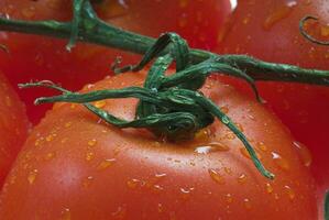tomates rojo macro foto
