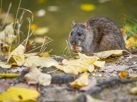 Wild rat eating food in the autumn forest close up photo