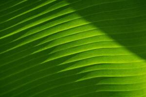 Texture of green banana leave, diagonal lines. Background of exotic leaves. Closeup. photo