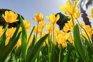 Yellow tulip growing in park on background of blue sky In rays of sun. Bottom view photo