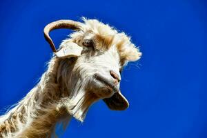 goat face close-up photo