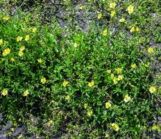 heliantemo numulario, común jara pequeño girasol. salvaje planta Disparo en primavera. foto