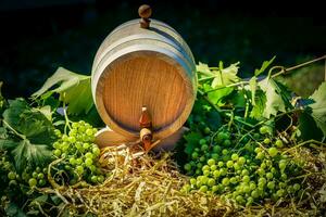 wine grapes and wine leaves in the old land next to Hamburg photo