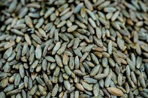 un pila de todo grano centeno secale cereales aceituna madera foto