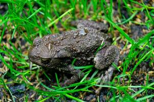 el común sapo bufo bufo en el hogar jardín foto