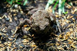 The common toad bufo bufo in the home garden photo