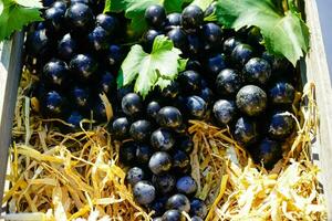 vino uvas y vino hojas en el antiguo tierra siguiente a hamburgo foto