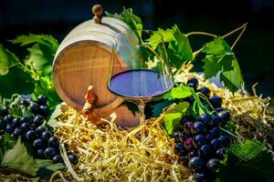 wine grapes and wine leaves in the old land next to Hamburg photo