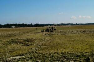 a group of wild deer in Blavand Denmark photo