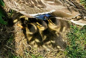 Mallard female Anas platyrhynchos with small chicks photo