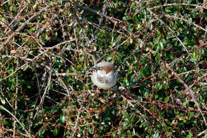 a brown bird Passeridae in a bush photo