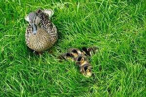 Mallard female Anas platyrhynchos with small chicks photo