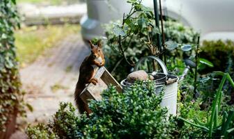 brown squirrel in the garden photo