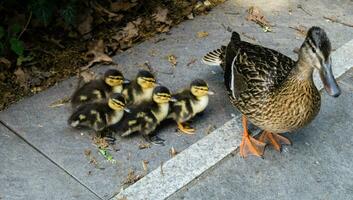 Mallard female Anas platyrhynchos with small chicks photo