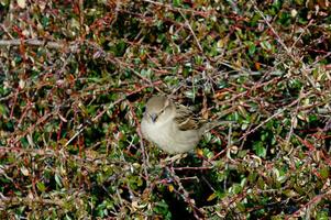 a brown bird Passeridae in a bush photo