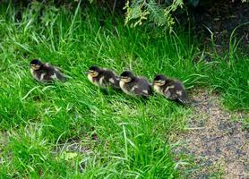 Mallard female Anas platyrhynchos with small chicks photo