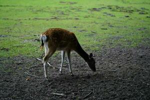 a group of wild deer in Blavand Denmark photo