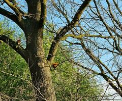 brown squirrel in the garden photo