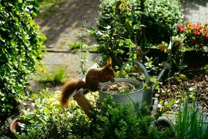 brown squirrel in the garden photo