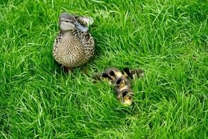 Mallard female Anas platyrhynchos with small chicks photo