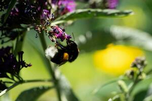 insects on the butterfly bush Buddleja davidii photo