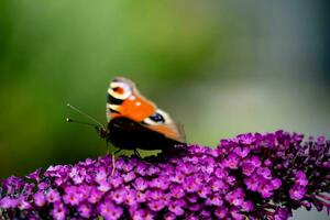 insectos en el mariposa arbusto buddleja davidii foto