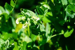 Pea soup made with vegetables of the own garden photo