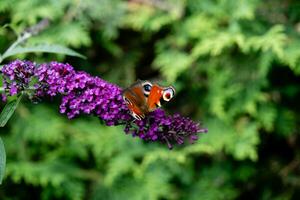 insectos en el mariposa arbusto buddleja davidii foto