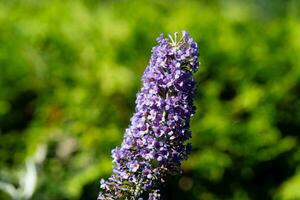 insects on the butterfly bush Buddleja davidii photo