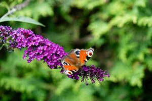 insects on the butterfly bush Buddleja davidii photo