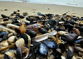 Impressions of the endless beach at the northern sea in Blavand Denmark photo