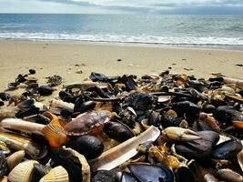 Impressions of the endless beach at the northern sea in Blavand Denmark photo