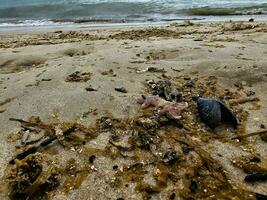 impresiones de el interminable playa a el del Norte mar en blavand Dinamarca foto