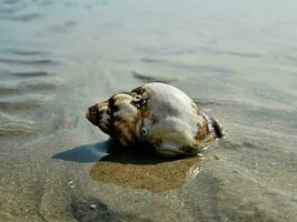 Impressions of the endless beach at the northern sea in Blavand Denmark photo