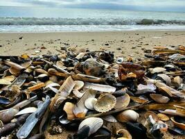 Impressions of the endless beach at the northern sea in Blavand Denmark photo